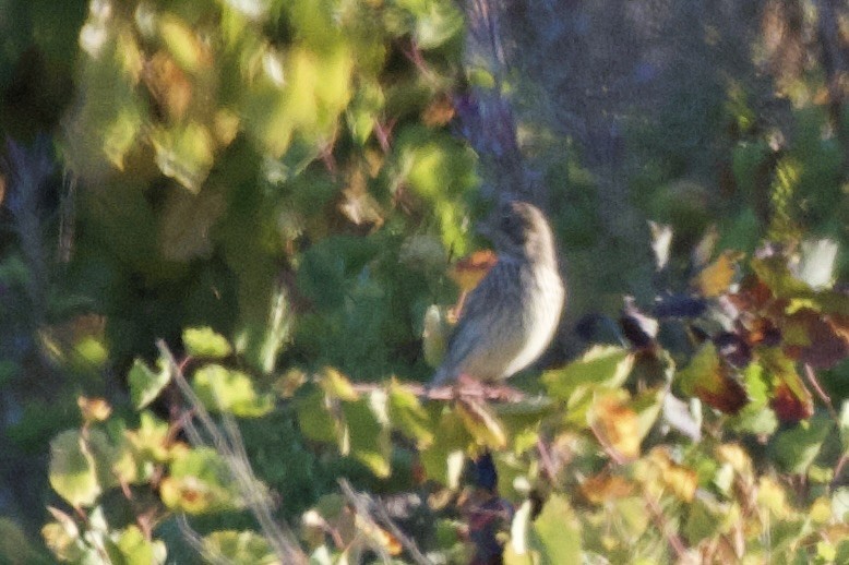 Corn Bunting - ML644450634