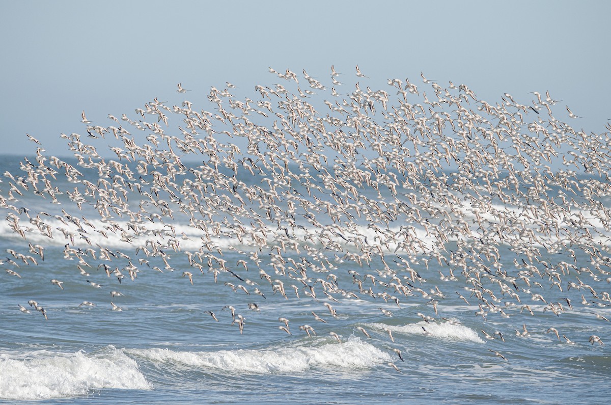 Гурвалж элсэг - ML644450636