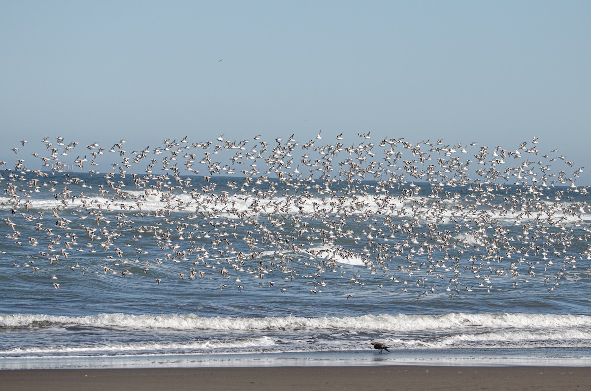 Гурвалж элсэг - ML644450637