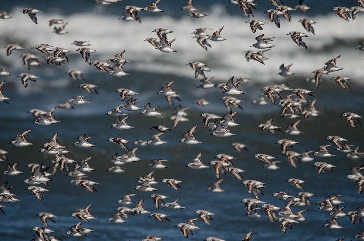 Гурвалж элсэг - ML644450638