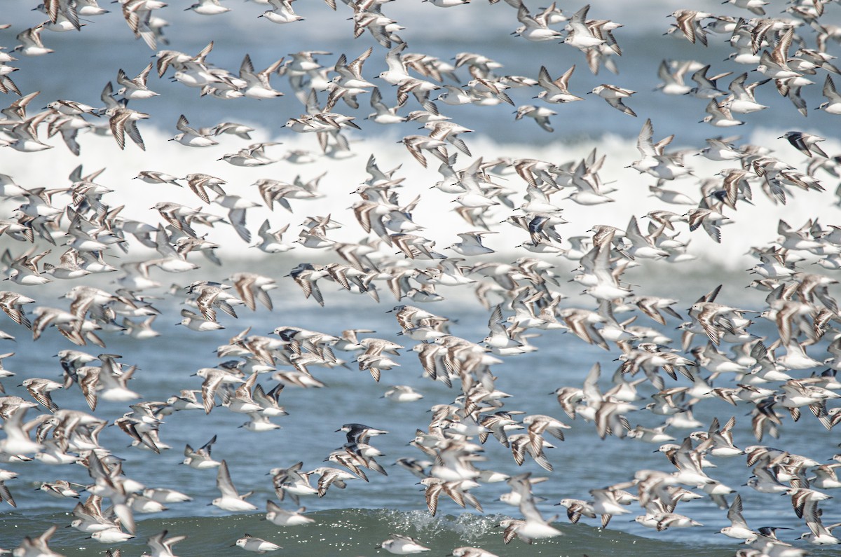 Гурвалж элсэг - ML644450639