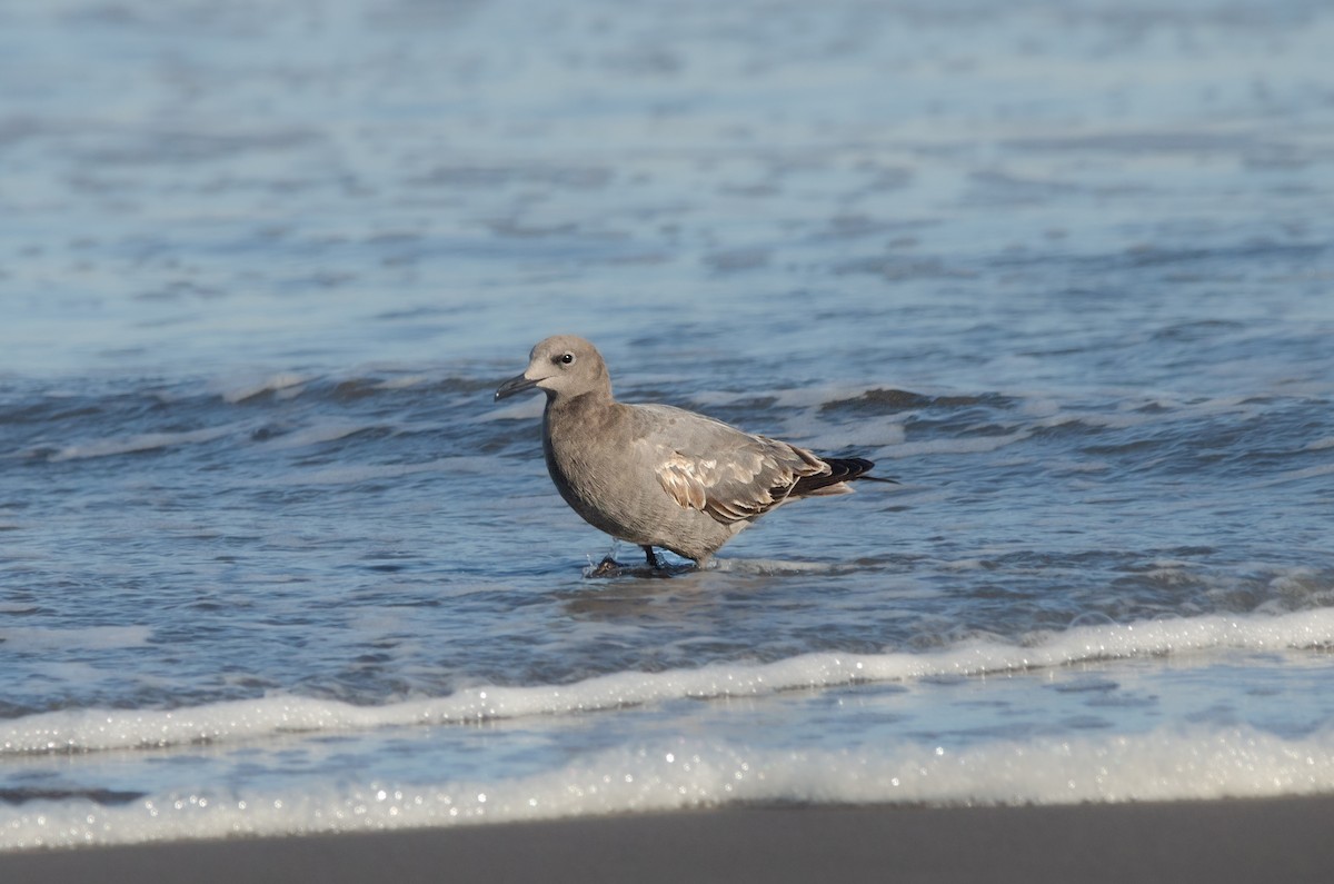 Gray Gull - ML644450640