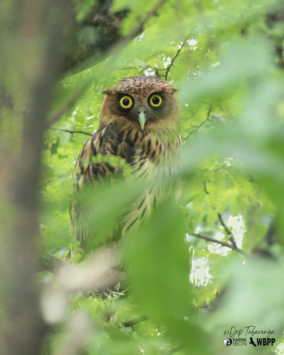 rusthubro - ML644450645