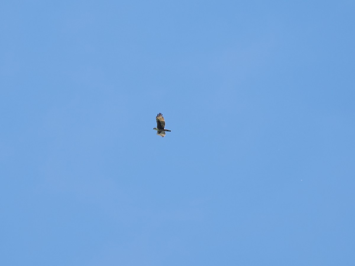 Aigle à ventre roux - ML644450646