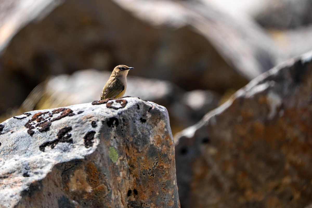 South Island Wren - ML644450647