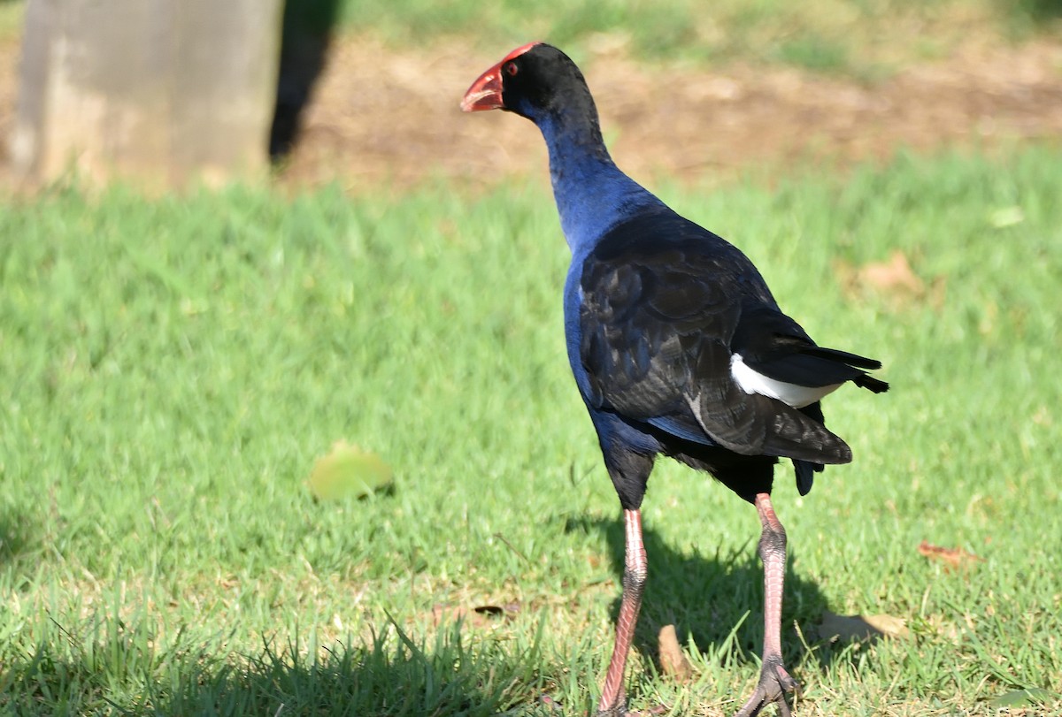 Australasian Swamphen - ML644450653