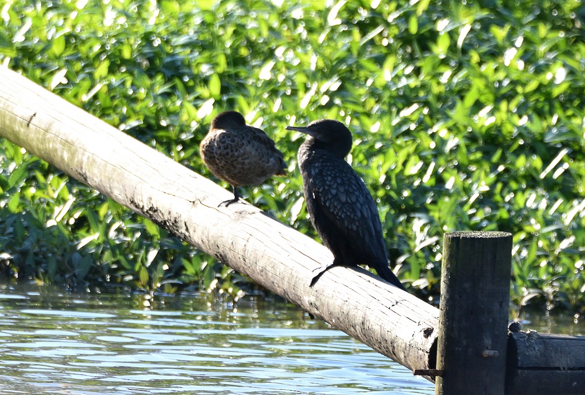Little Black Cormorant - ML644450654
