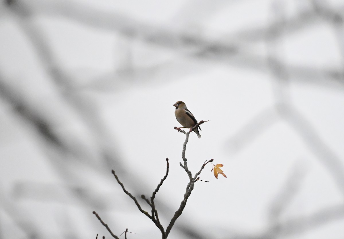 シメ - ML644450661