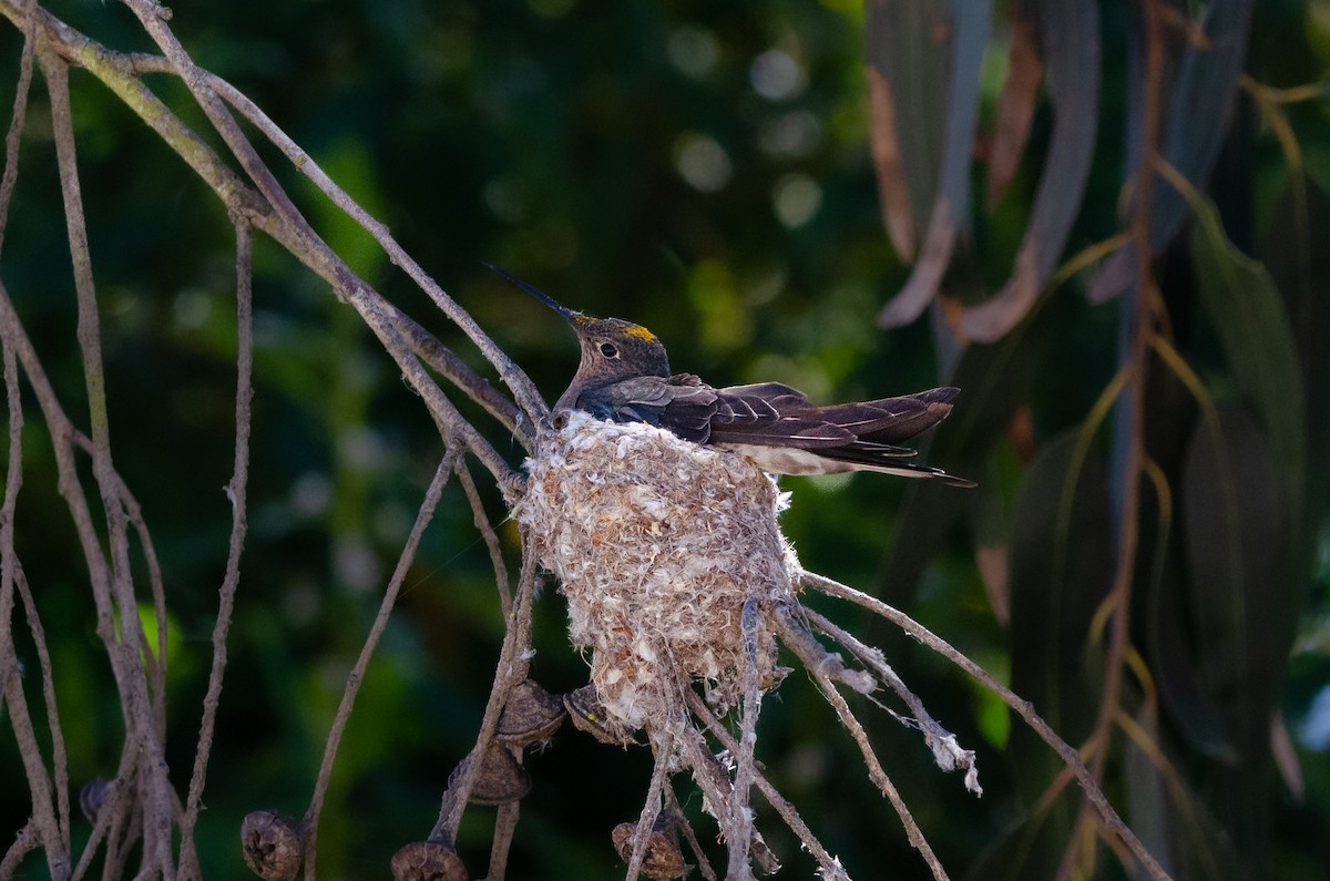 Giant Hummingbird - ML644450683