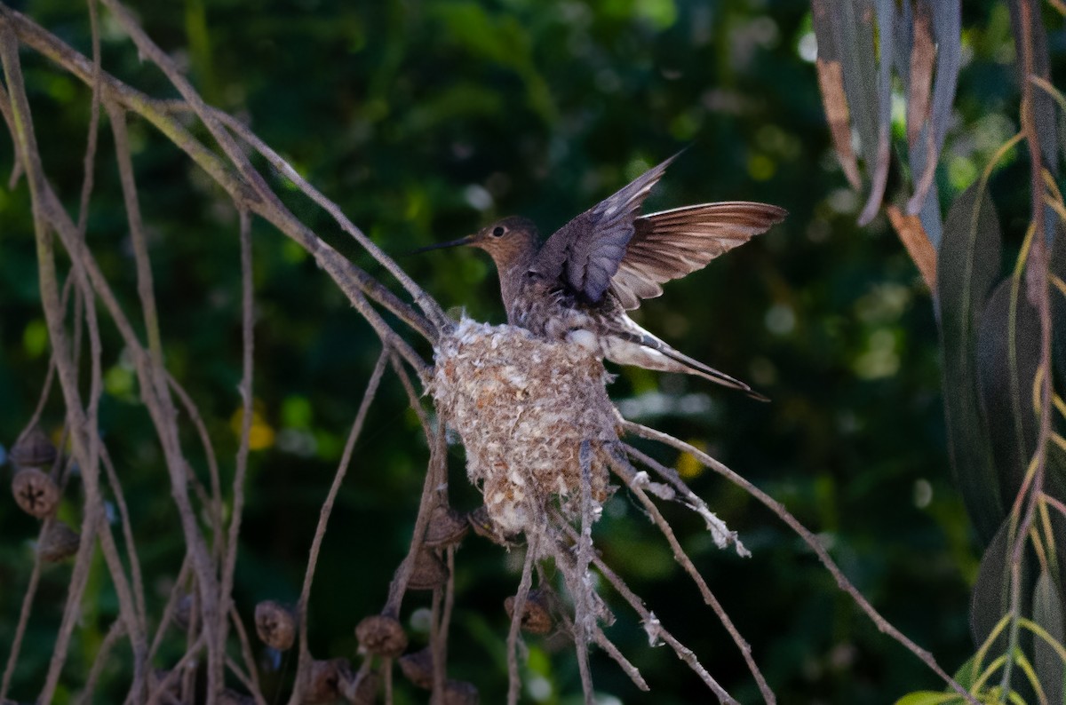 Giant Hummingbird - ML644450684