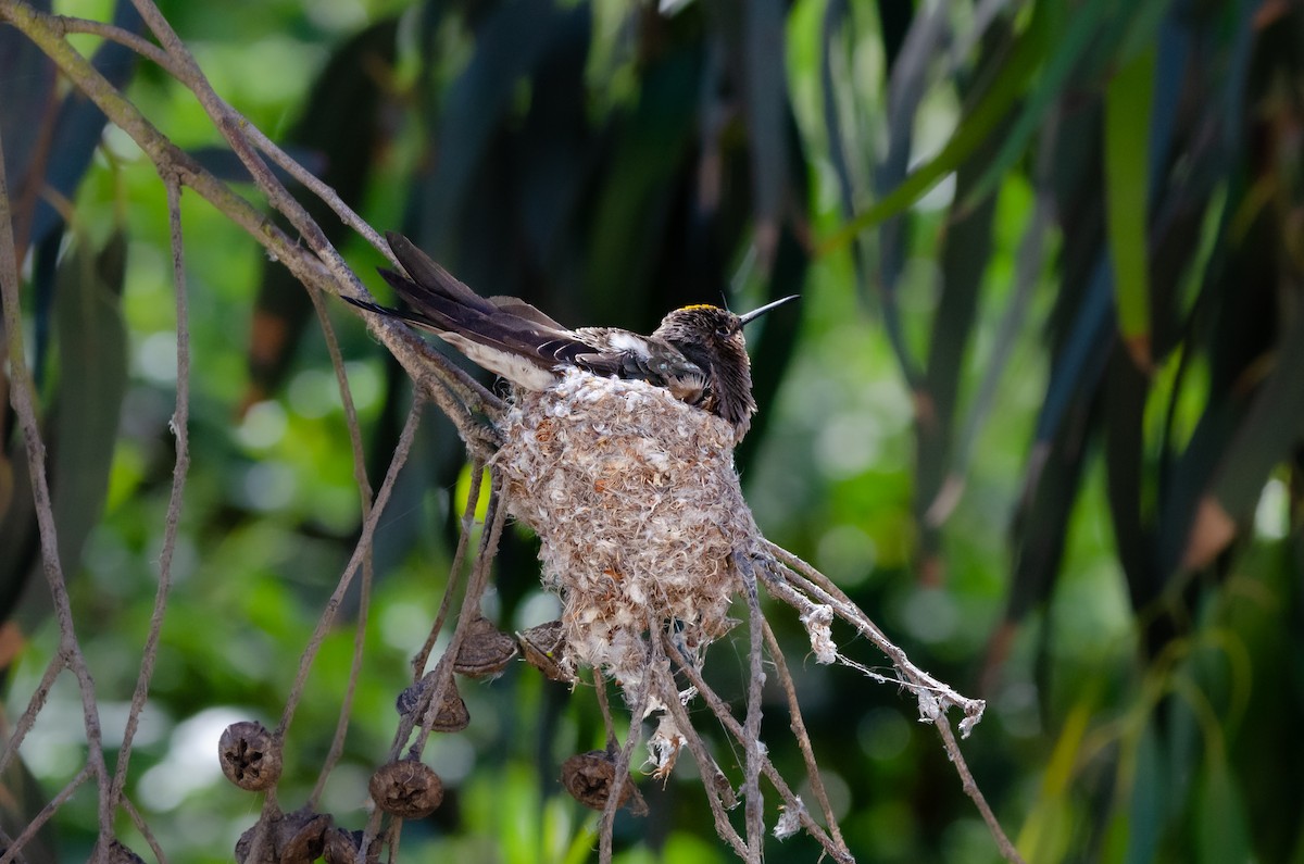 Giant Hummingbird - ML644450685