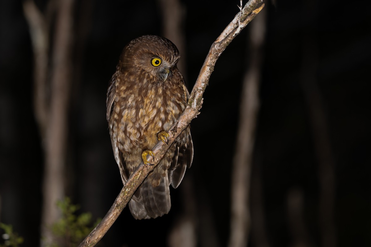 Morepork - ML644450693