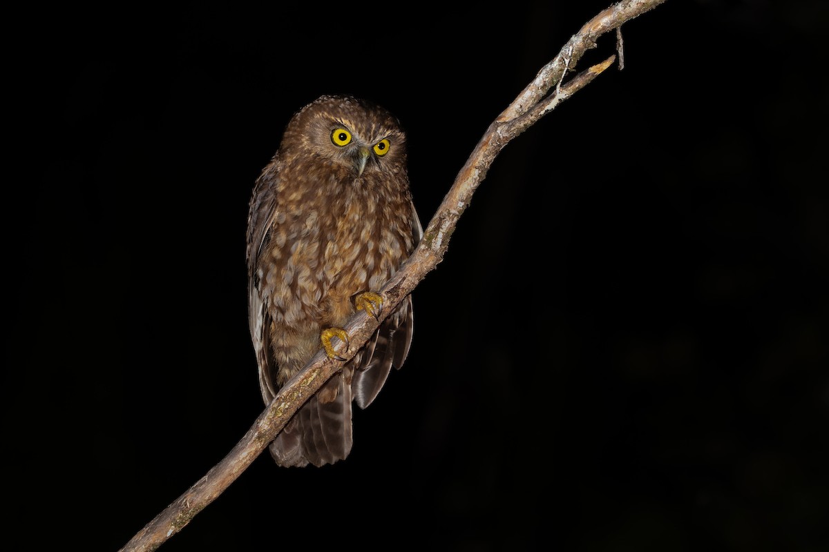 Morepork - ML644450696