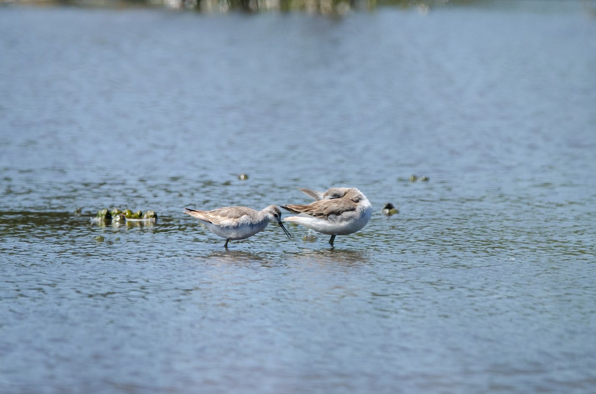 Wilsonwassertreter - ML644450704