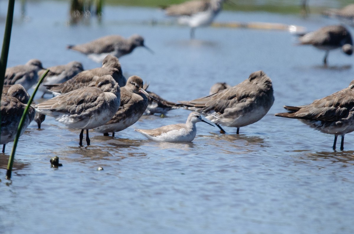 Wilsonwassertreter - ML644450705