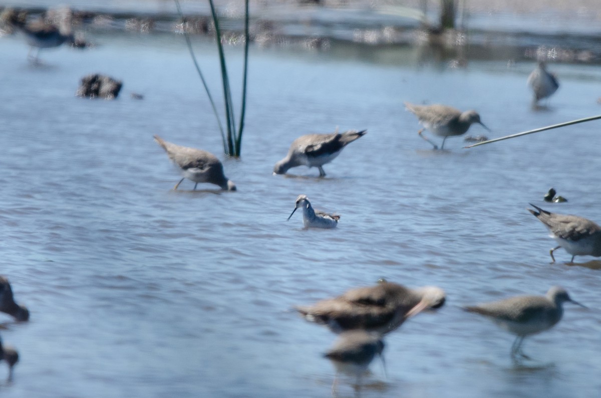 Wilsonwassertreter - ML644450706