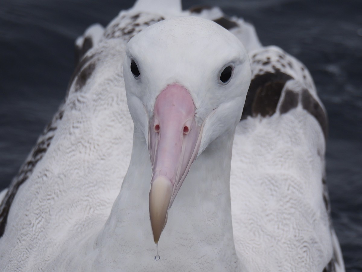 Snowy Albatross - ML644450709