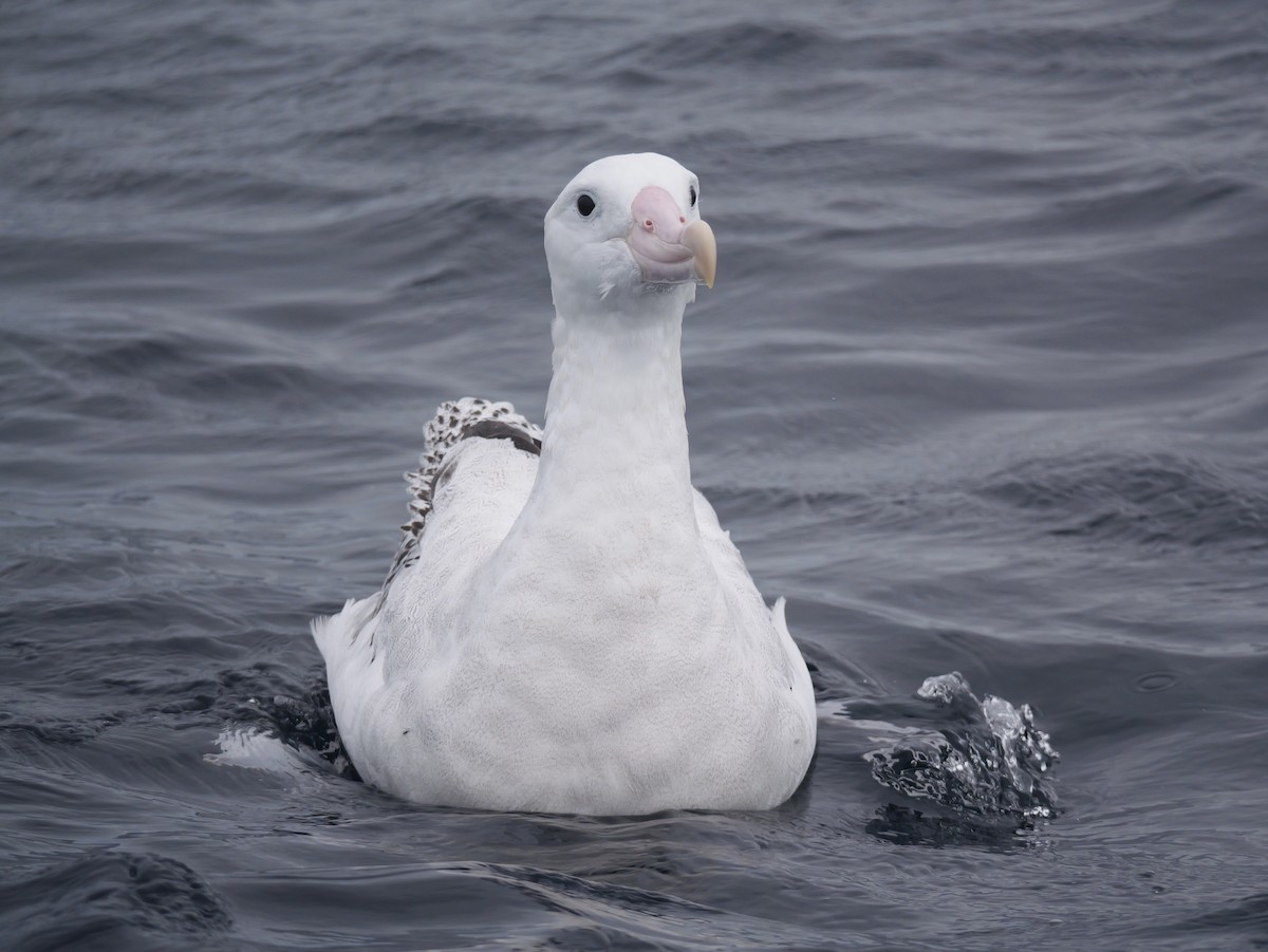 Snowy Albatross - ML644450710