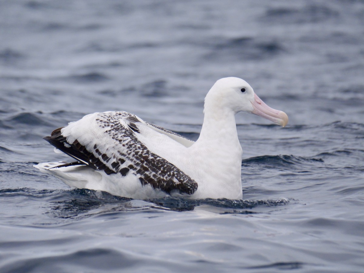 Snowy Albatross - ML644450711