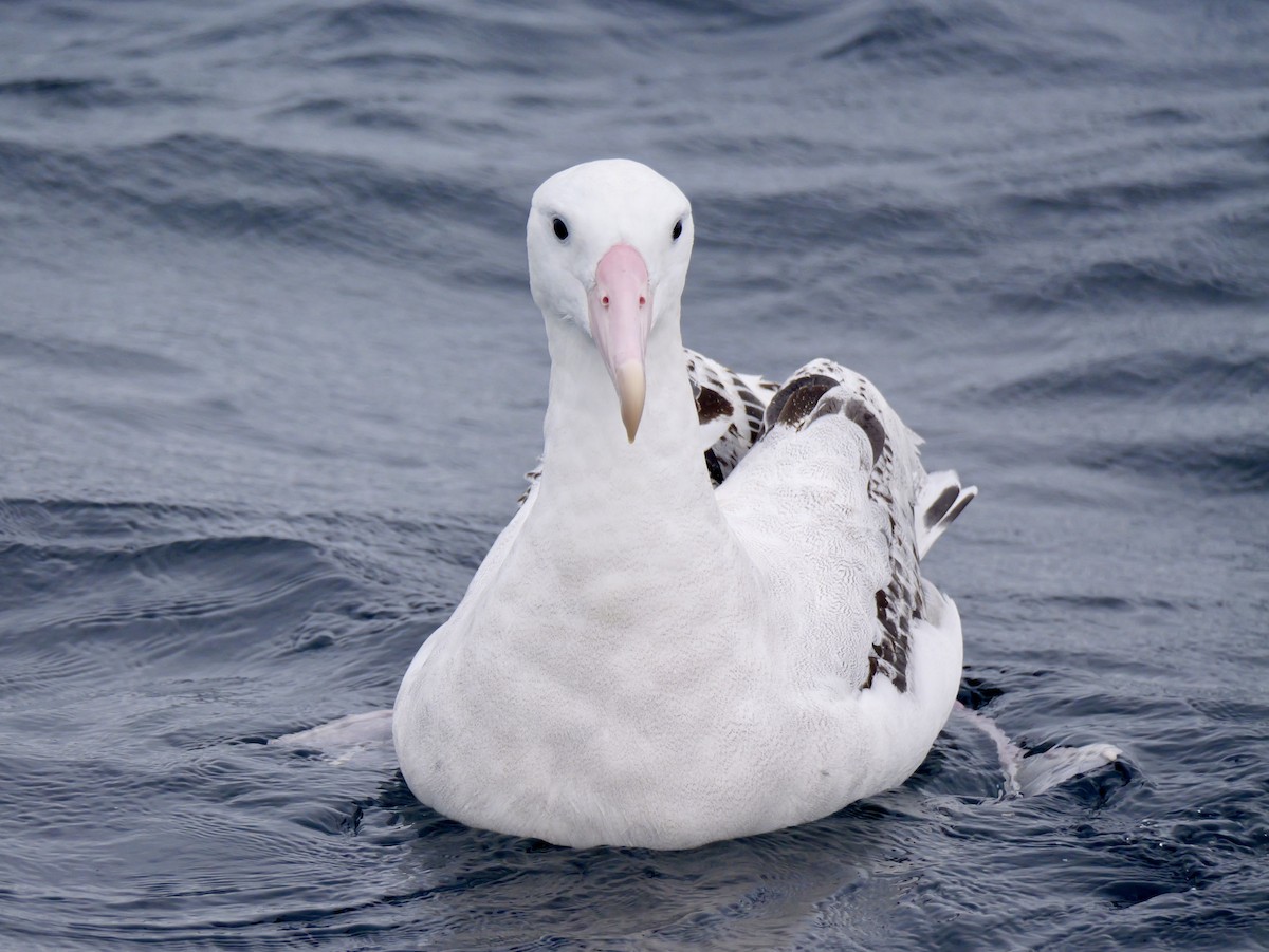 Snowy Albatross - ML644450712