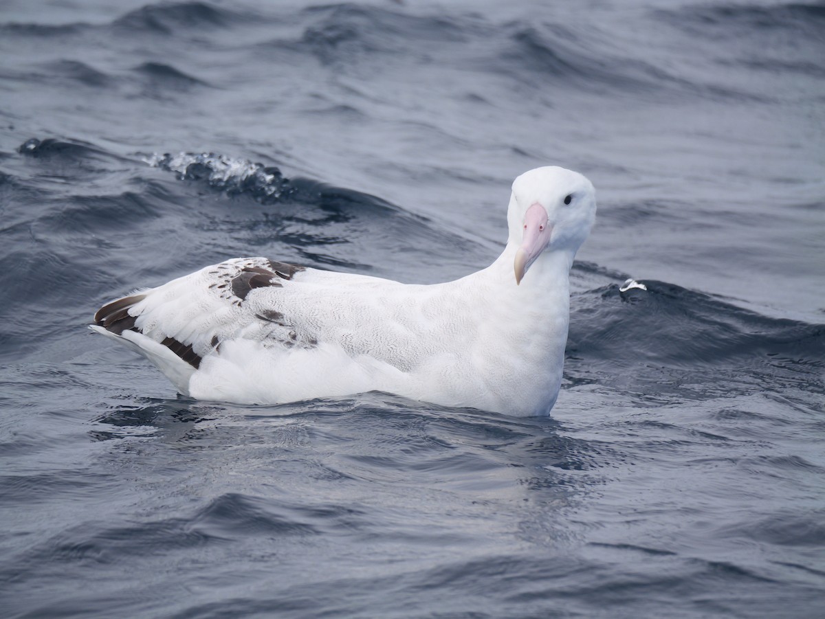 Snowy Albatross - ML644450713