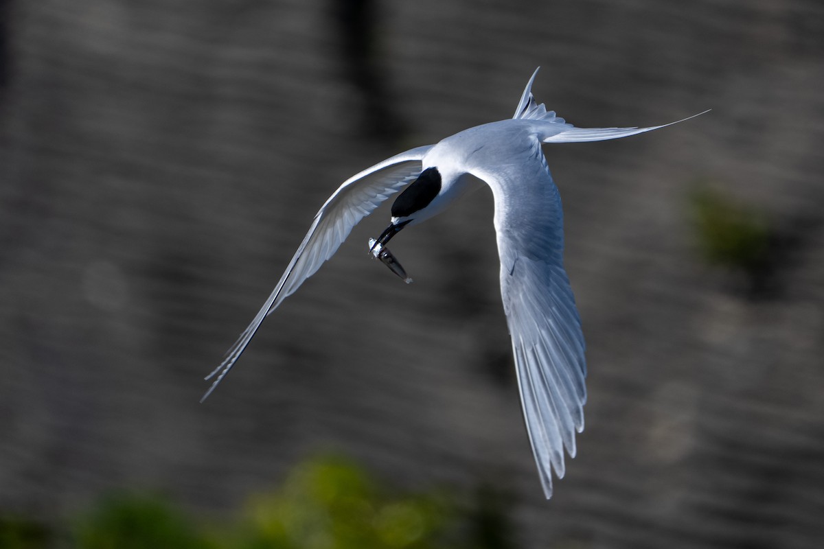 White-fronted Tern - ML644450721