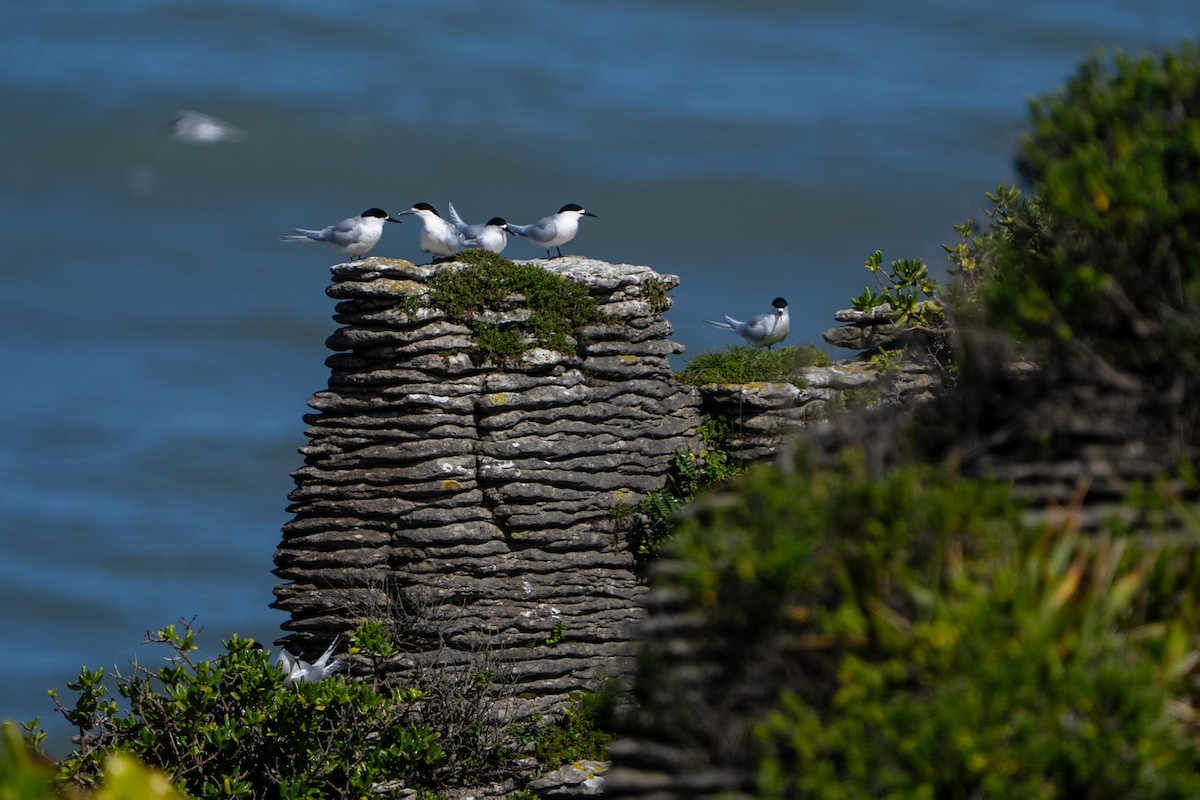 White-fronted Tern - ML644450722