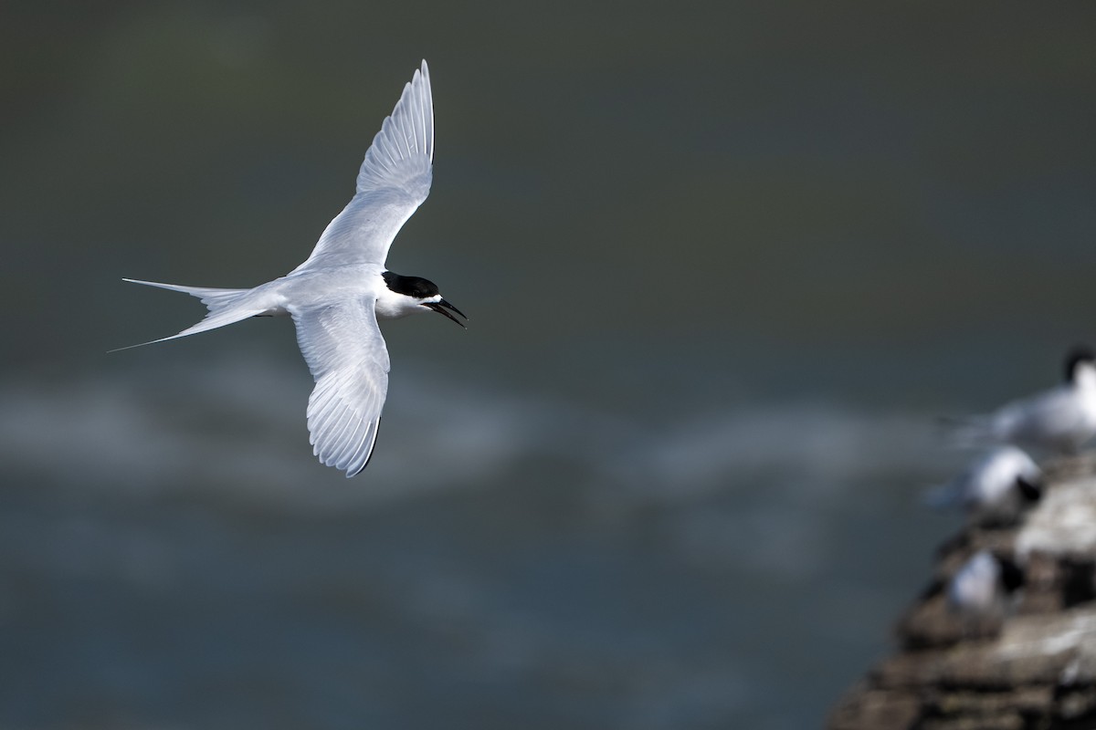 White-fronted Tern - ML644450723