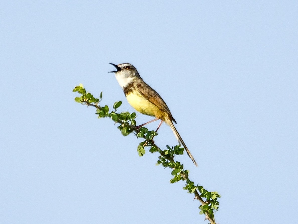 Black-chested Prinia - ML644450724