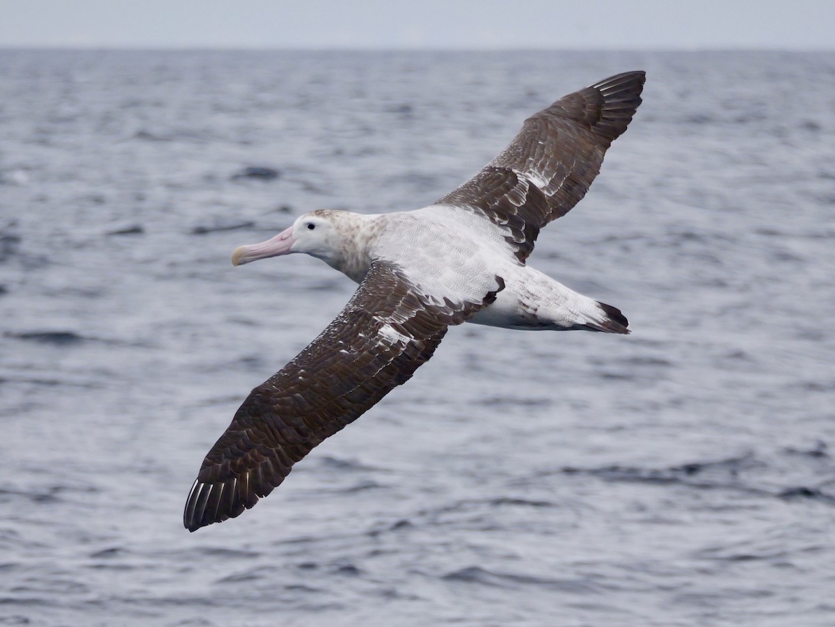 Antipodenalbatros (gibsoni) - ML644450725