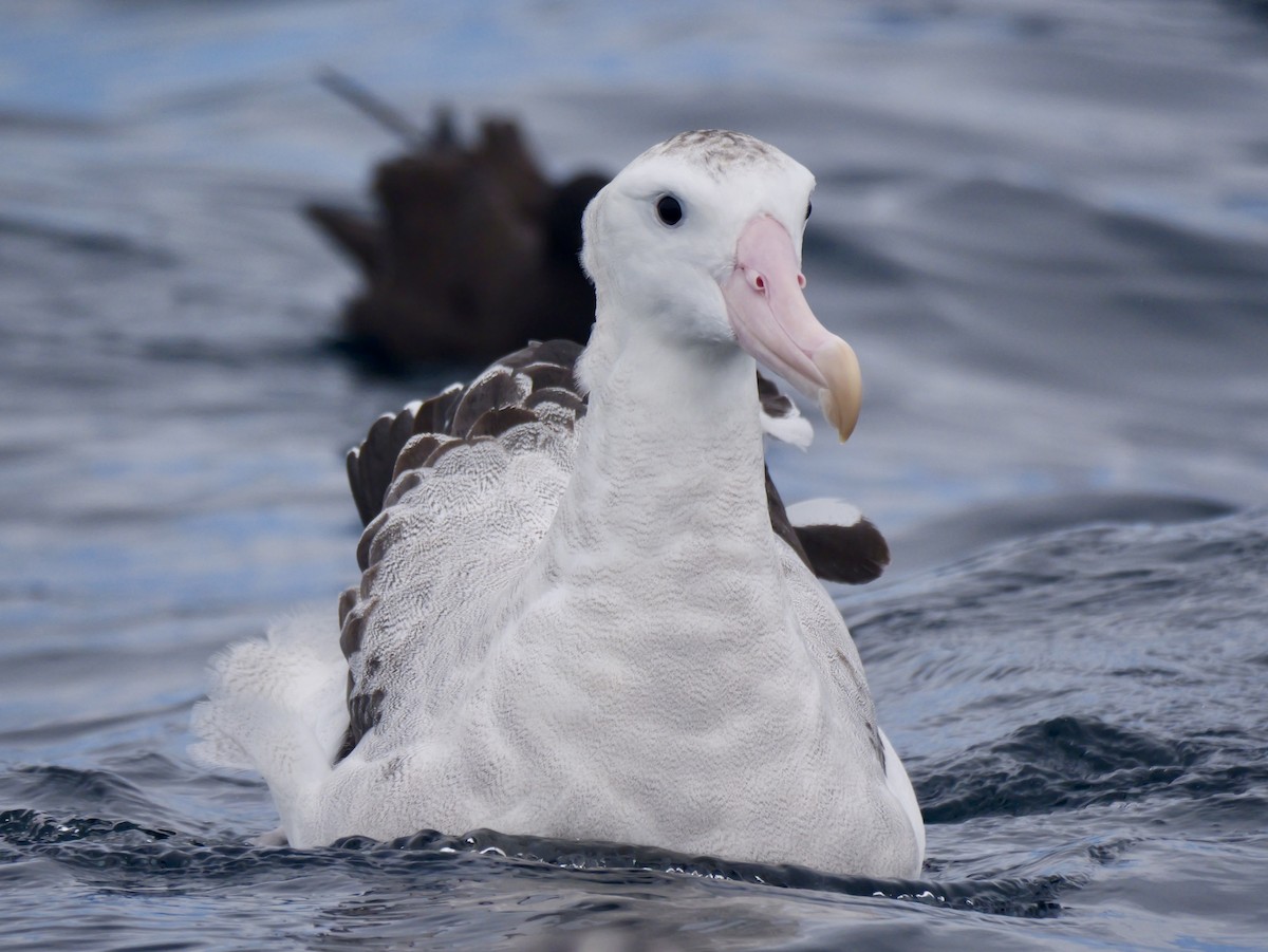 Antipodenalbatros (gibsoni) - ML644450726