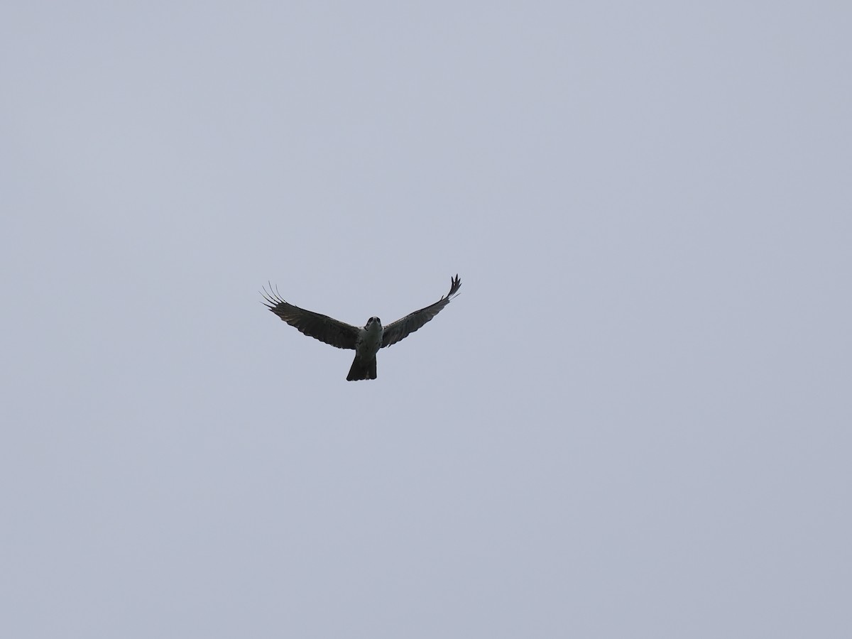 Aigle à ventre roux - ML644450737