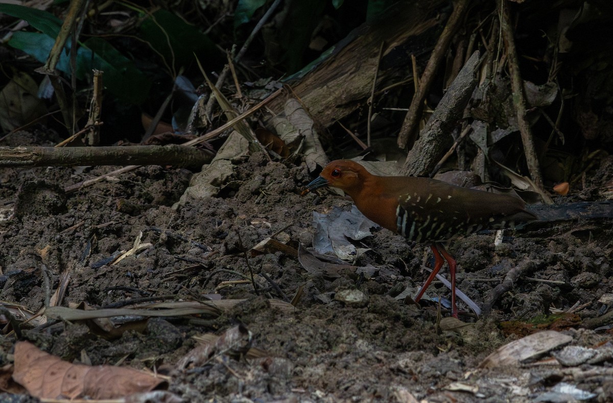 Red-legged Crake - ML644450738