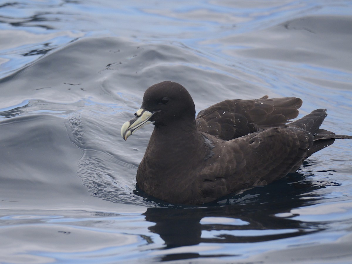 White-chinned Petrel - ML644450743