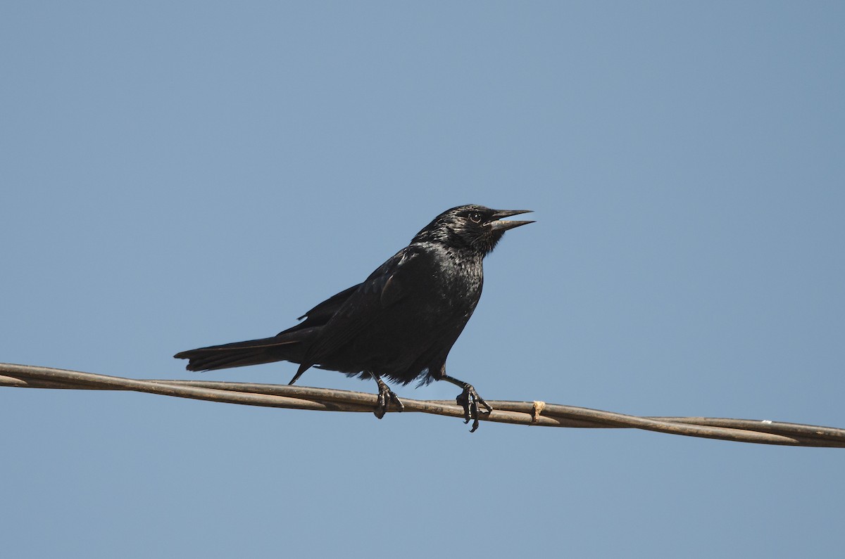 Austral Blackbird - ML644450748