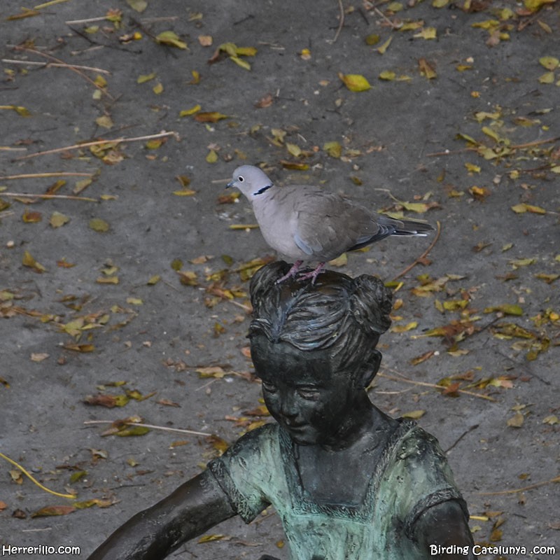 hrdlička zahradní - ML644450756