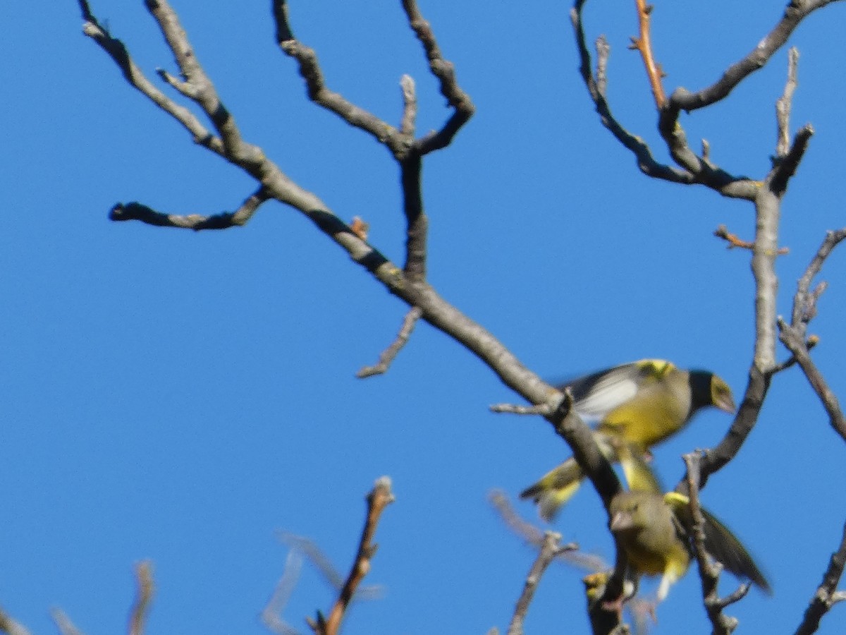 zvonek zelený - ML644450779