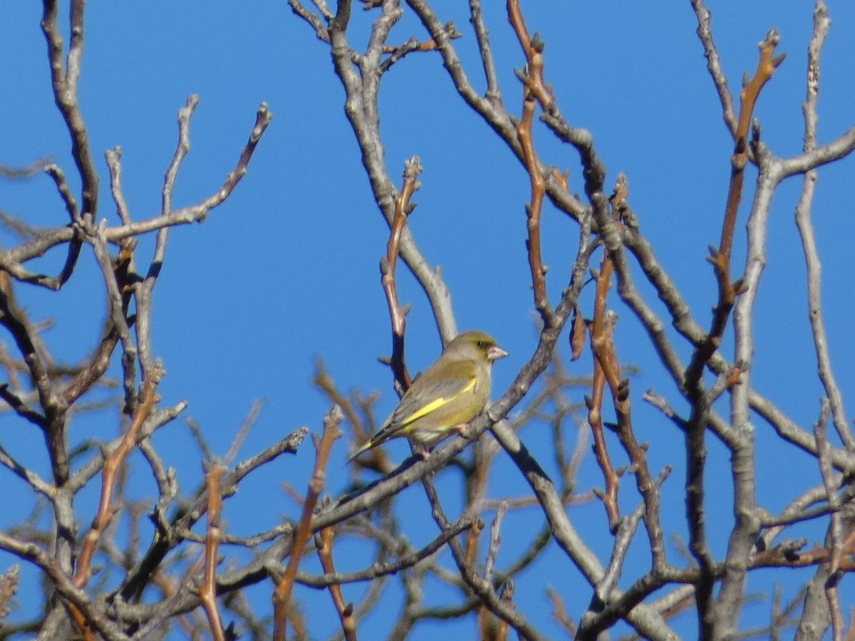 zvonek zelený - ML644450780