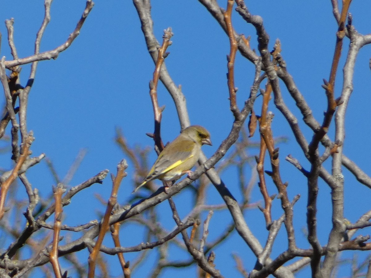 zvonek zelený - ML644450781