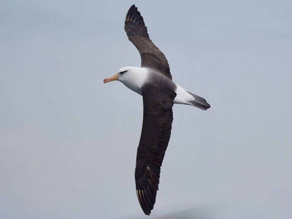 Kara Kaşlı Albatros - ML644450786