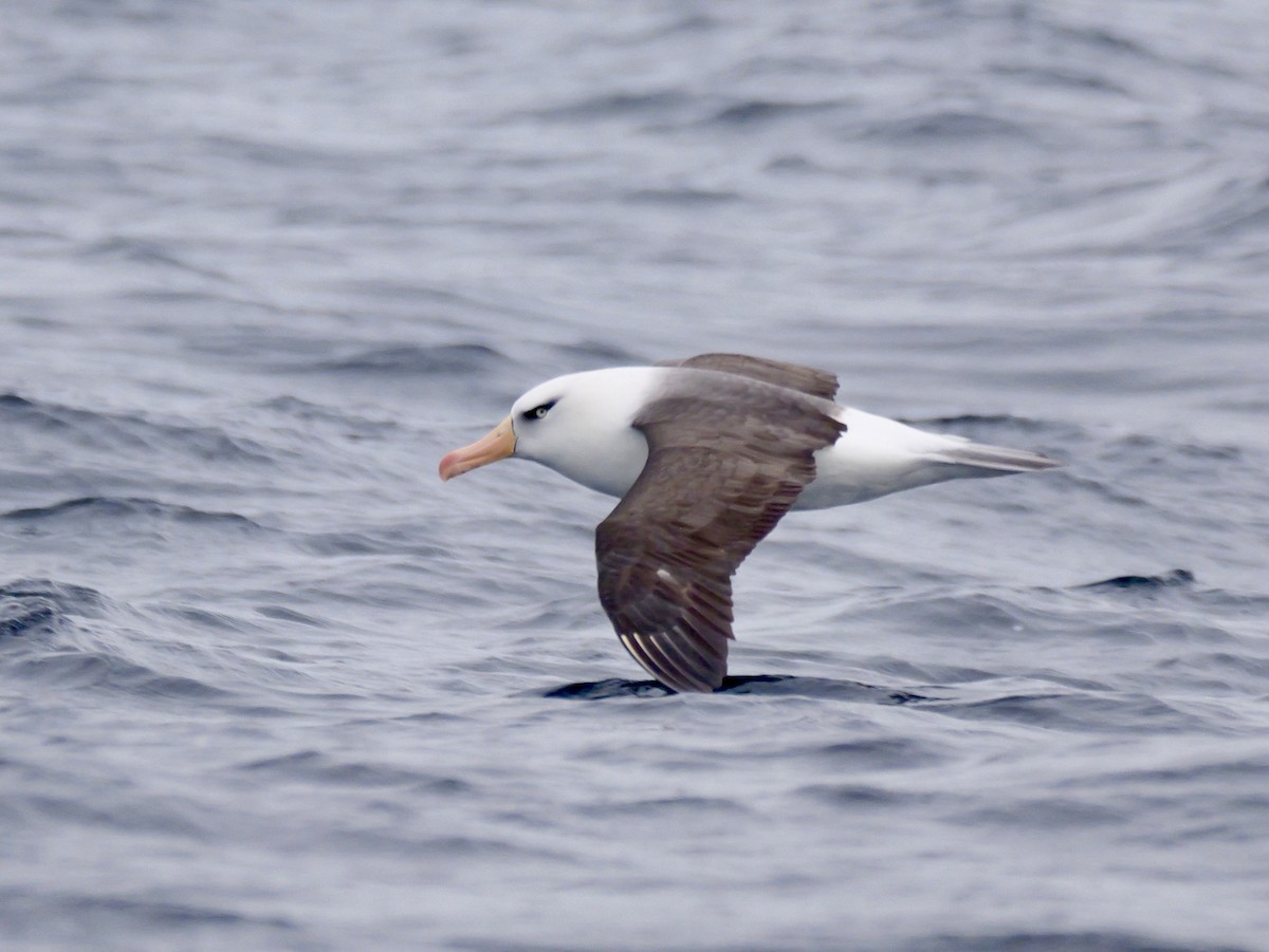 Kara Kaşlı Albatros - ML644450787