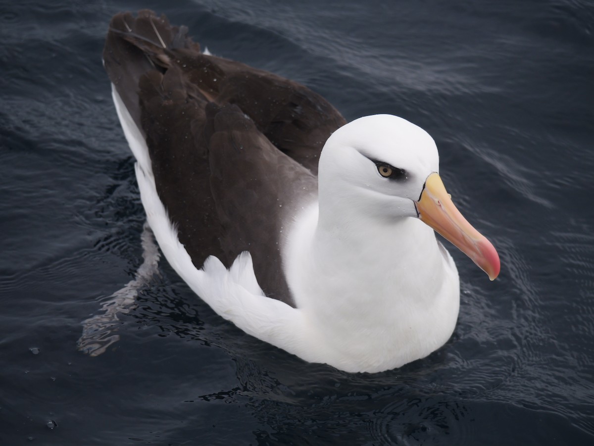 Kara Kaşlı Albatros - ML644450788