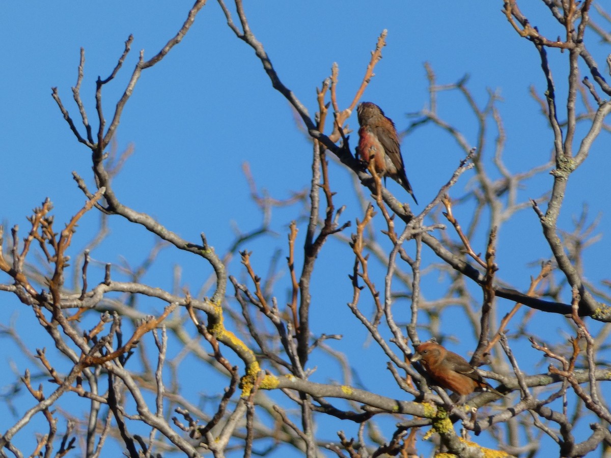 צלוב-מקור אדום - ML644450792