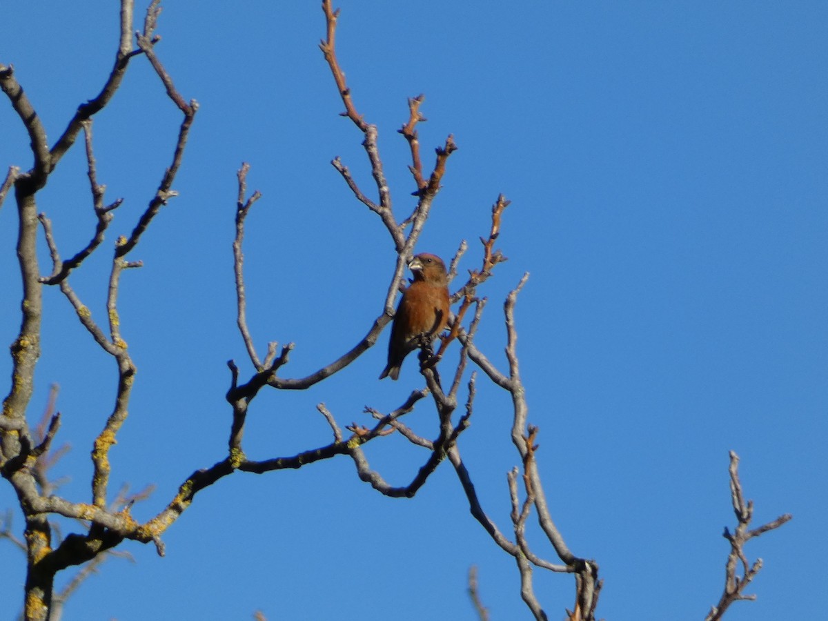 צלוב-מקור אדום - ML644450793