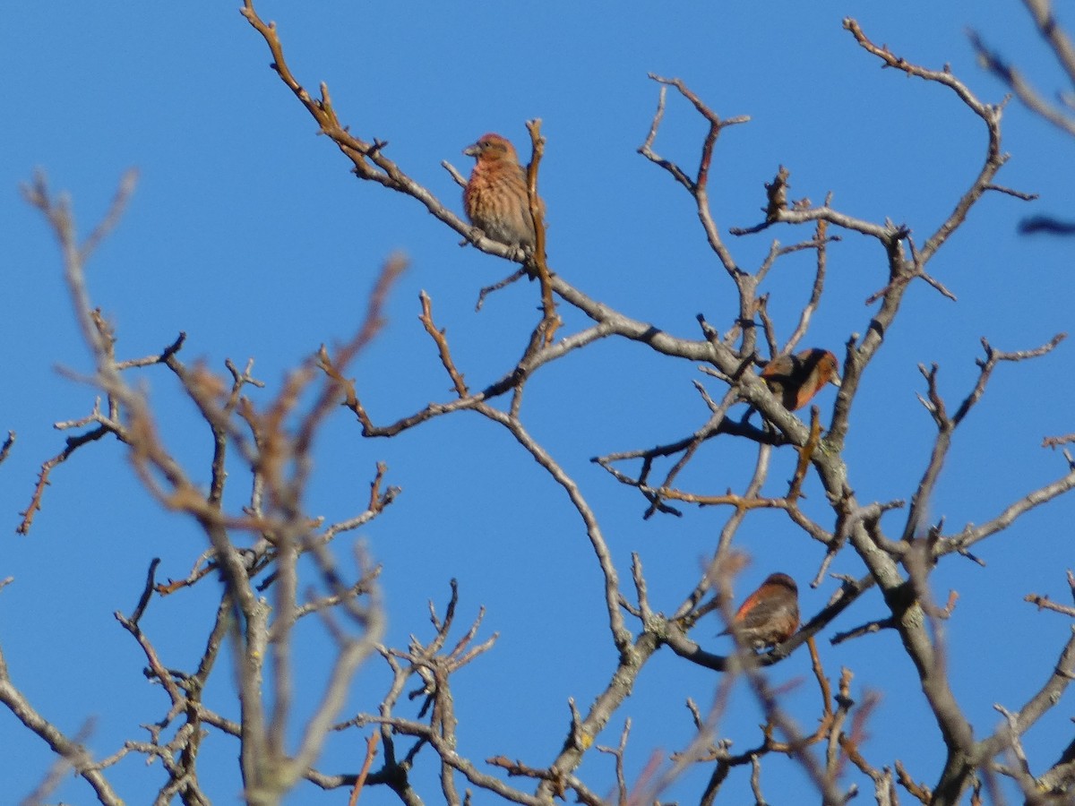 צלוב-מקור אדום - ML644450794