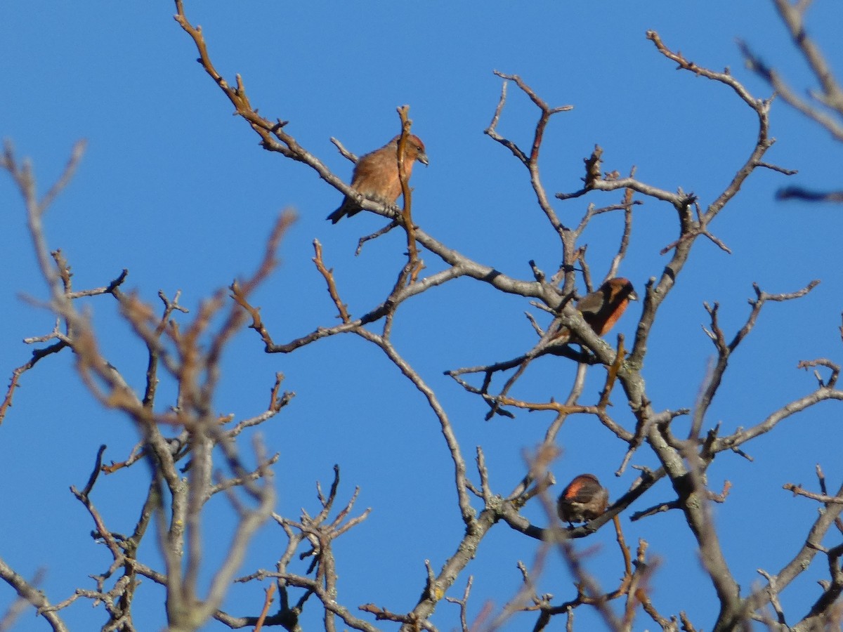 צלוב-מקור אדום - ML644450795