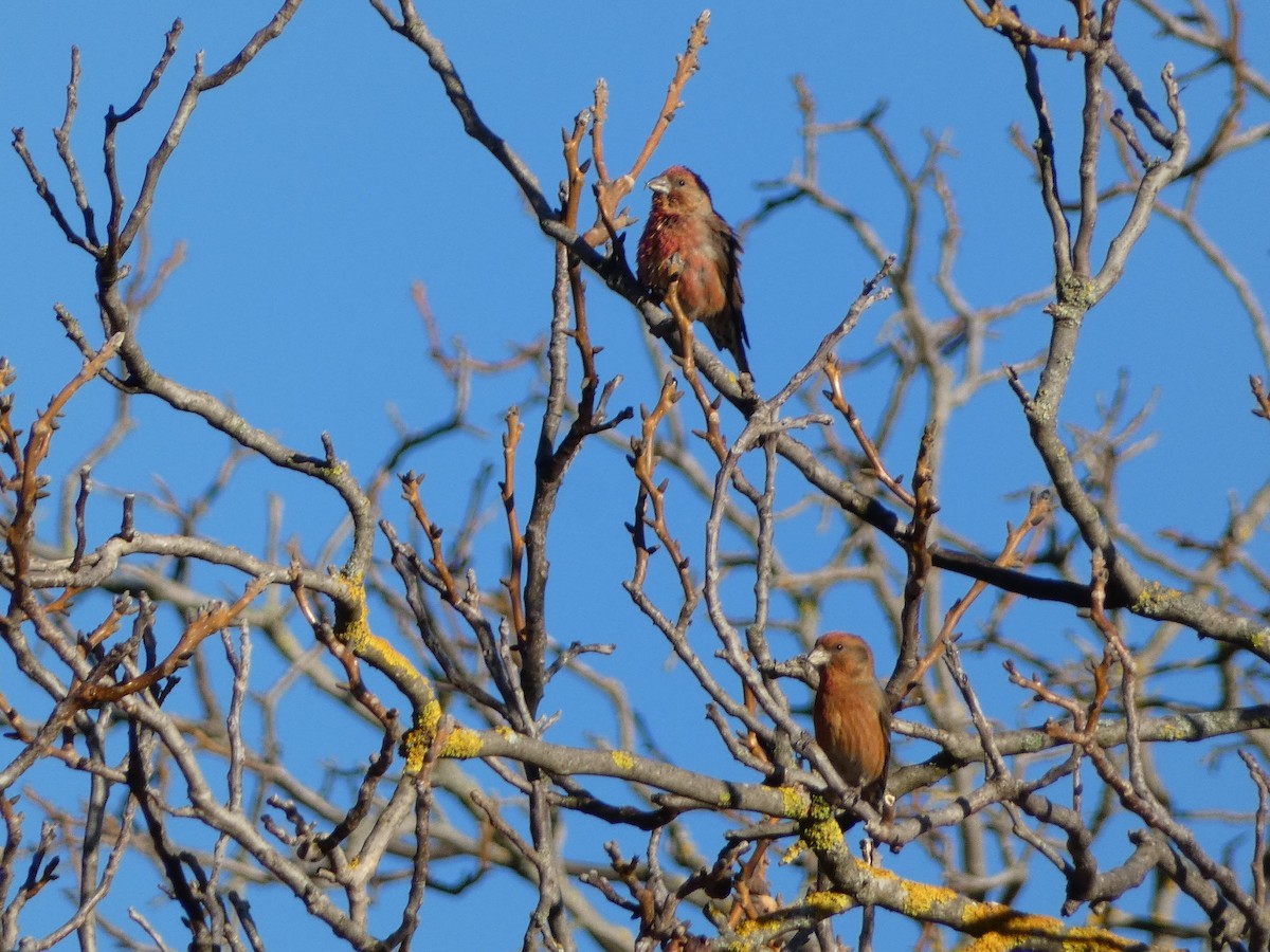 צלוב-מקור אדום - ML644450796