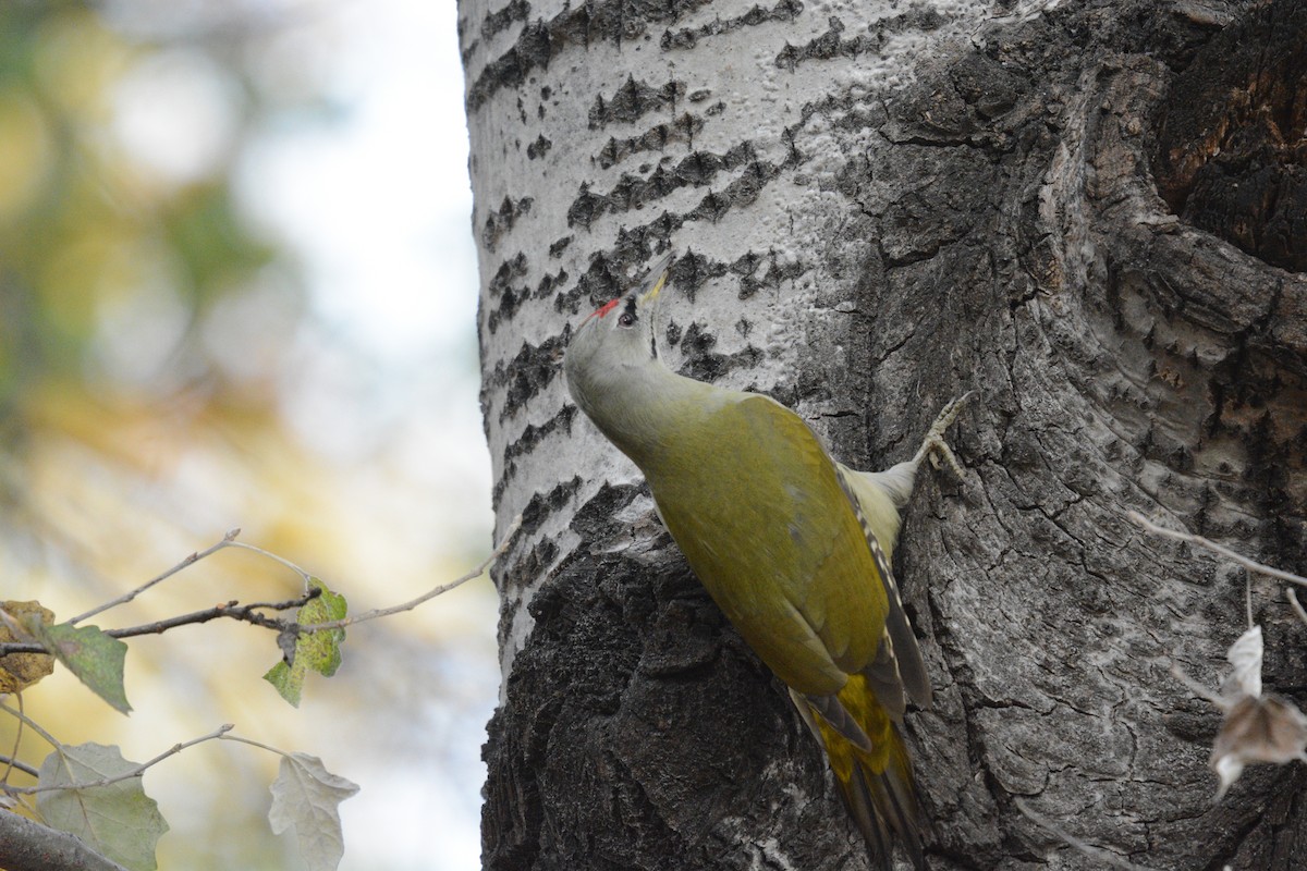 Pic cendré - ML644450797