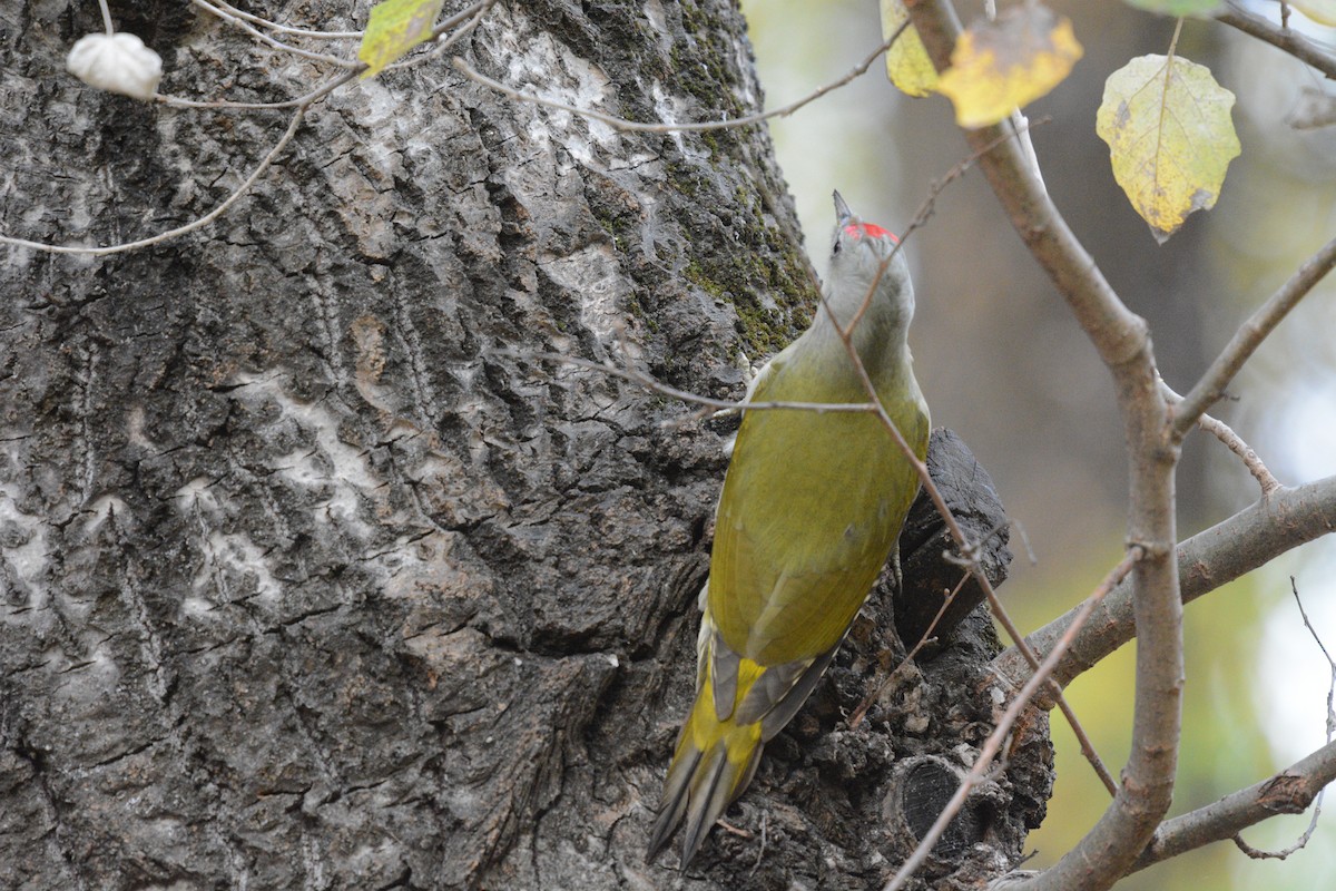 Pic cendré - ML644450798