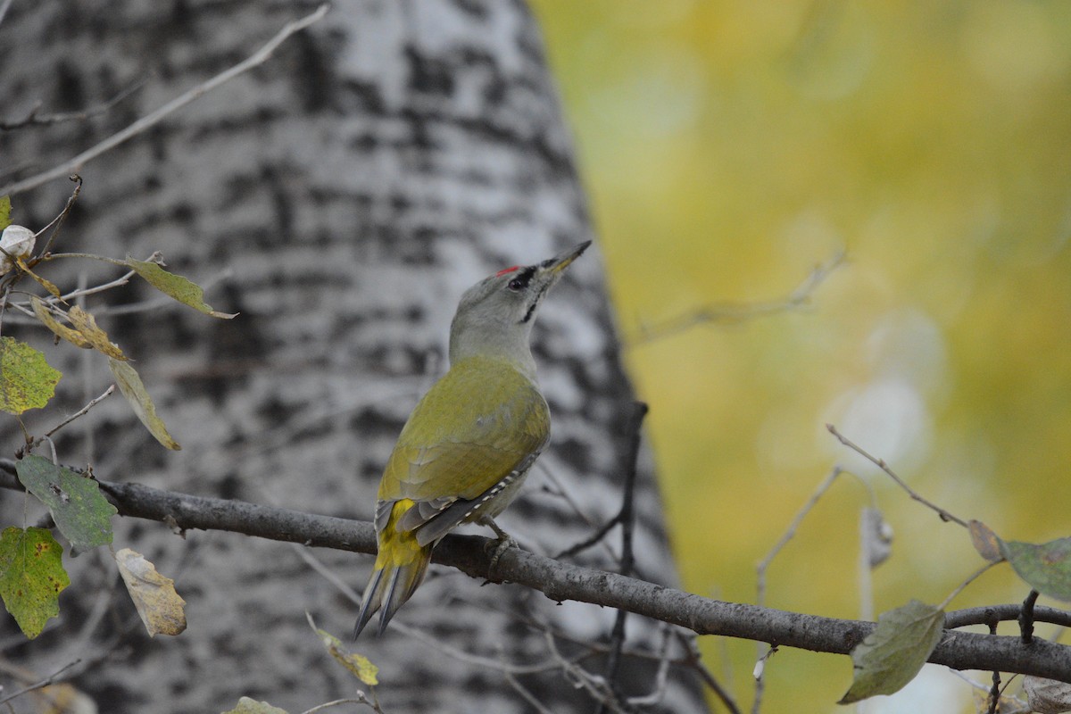 Pic cendré - ML644450799